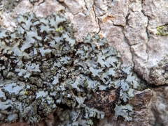 Phaeophyscia pusilloides
