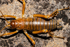 Deinacrida pluvialis