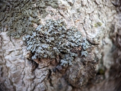 Phaeophyscia pusilloides