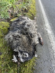 Procyon lotor pacificus