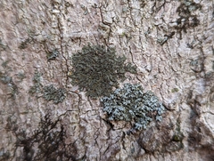 Phaeophyscia pusilloides