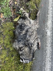 Procyon lotor pacificus
