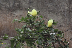 Gossypium barbadense
