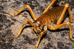 Deinacrida pluvialis