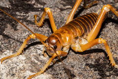 Deinacrida pluvialis