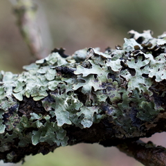 Hypotrachyna sinuosa