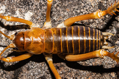 Deinacrida pluvialis