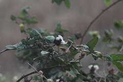 Gossypium barbadense