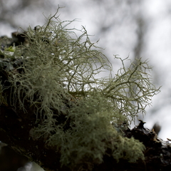 Usnea subfloridana