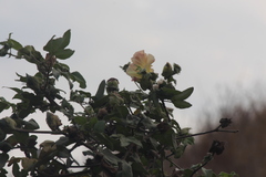 Gossypium barbadense