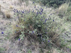 Dalea coerulea