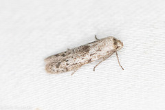 Hypatopa punctiferella