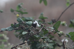 Gossypium barbadense