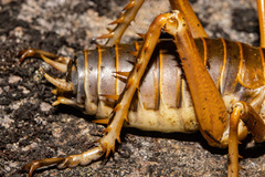 Deinacrida pluvialis