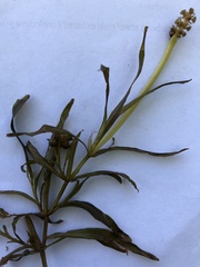Potamogeton ochreatus