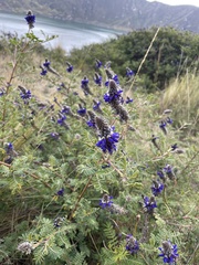 Dalea coerulea
