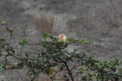 Gossypium barbadense