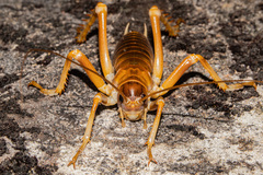 Deinacrida pluvialis