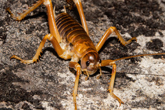 Deinacrida pluvialis