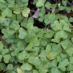 Oxalis oregana
