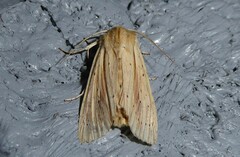 Ichneutica semivittata