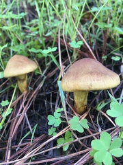 Cortinarius croceus