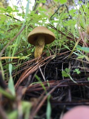 Cortinarius croceus