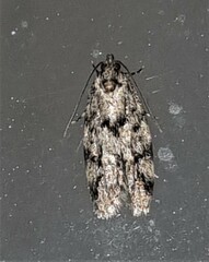 Barea eucapnodes