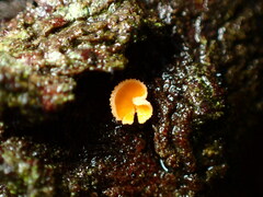 Lachnellula