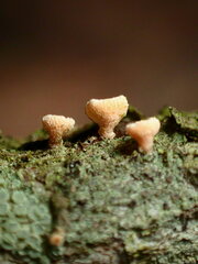 Lachnellula