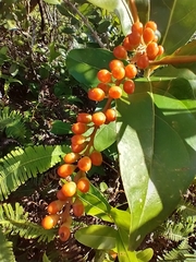 Citharexylum caudatum