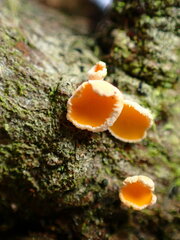 Lachnellula