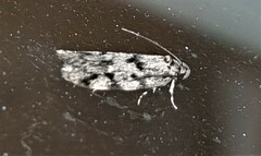 Barea eucapnodes