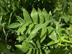 Polygonatum
