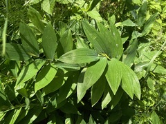 Polygonatum