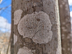 Arthonia radiata