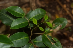 Mischocarpus anodontus