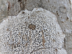 Arthonia radiata