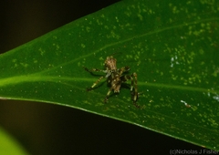 Ozphyllum naskreckii