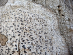 Arthonia radiata