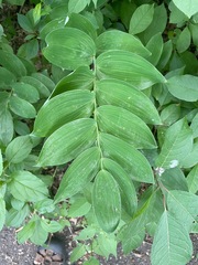 Polygonatum