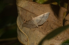 Addaea subtessellata