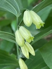 Polygonatum