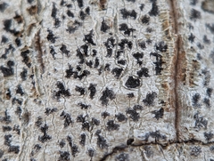 Arthonia radiata