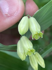 Polygonatum