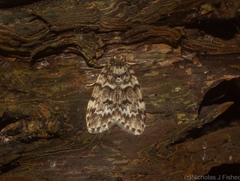 Scaphidriotis xylogramma