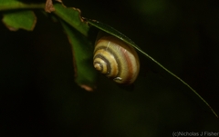 Posorites conscendens