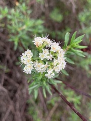 Eriogonum fasciculatum foliolosum