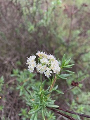Eriogonum fasciculatum foliolosum