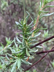 Eriogonum fasciculatum foliolosum